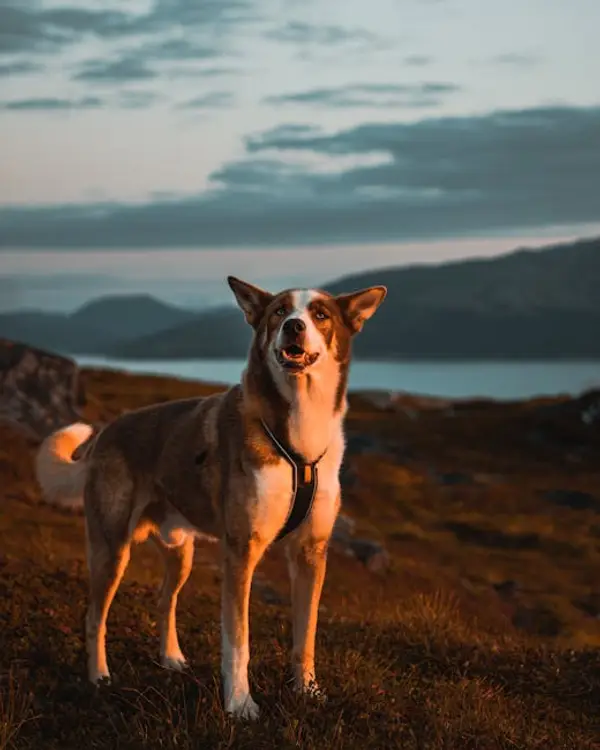 Reisealternativer i Norge med elbil og flybilletter