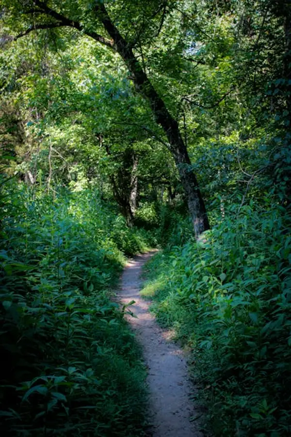 sti i skogen med mennesker som går tur
