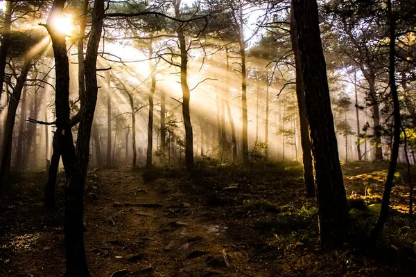 Morgenlys som skinner gjennom en sti i skogen