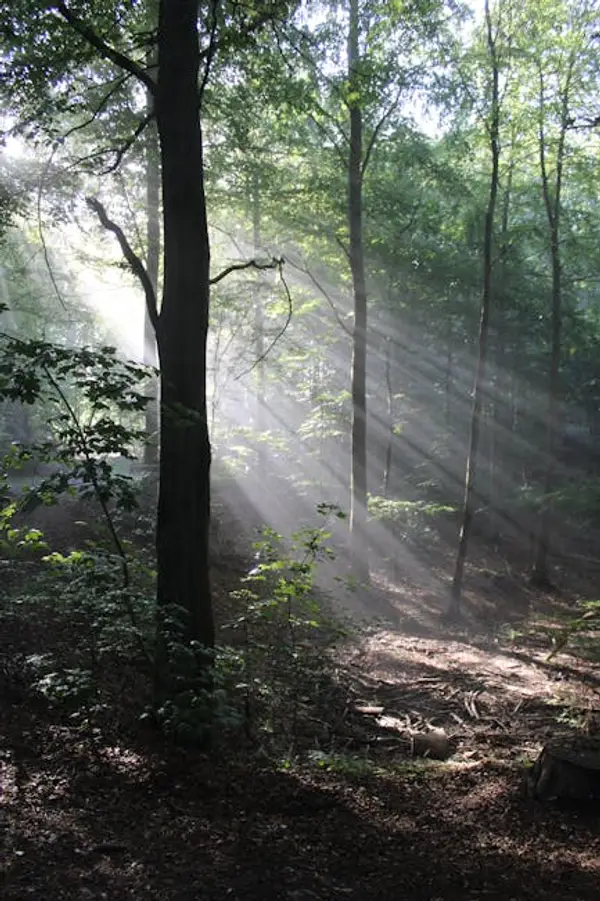 Morgenlys som skinner gjennom trærne i skogen