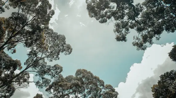 sollys som skinner gjennom grønne trær i skogen